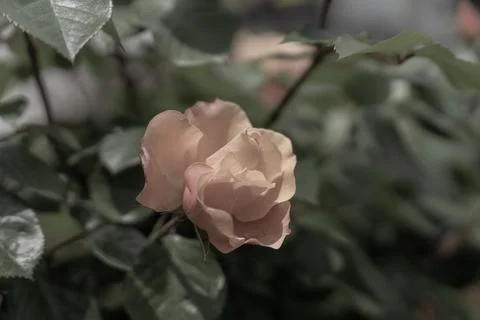 Orange Rose Stock Photos