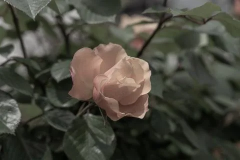 Orange Rose Stock Photos