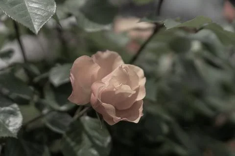 Orange Rose Stock Photos