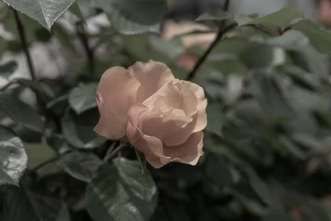 Orange Rose Stock Photos