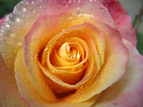 An Orange Rose Foto stock