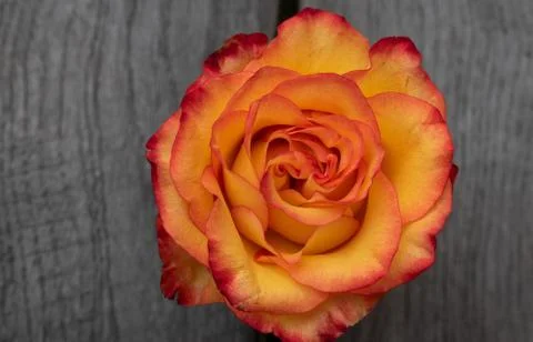 Orange rose in a rustic background. Stock Photos