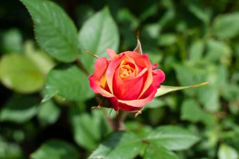 Orange rose in a rustic background. Rose on a green bush background Stock Photos