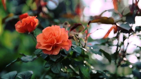Orange rose. Soft focus Stock Footage 88131944