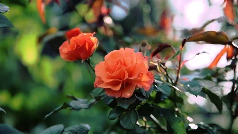 Orange rose swaying in the wind Stock Footage 88131946