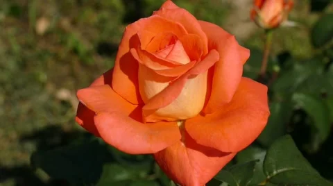 Orange Rose  Swinging Stock Footage 53878338