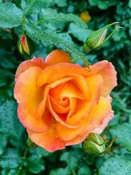 Orange rose with water droplets on petals and leaves Fotos de archivo