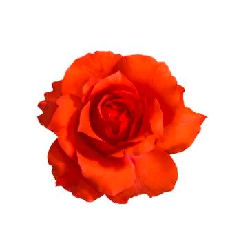 Orange rose on white Stock Photos