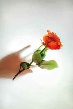 Orange rose on white translucent background and blurred hand of woman under it Stock Photos
