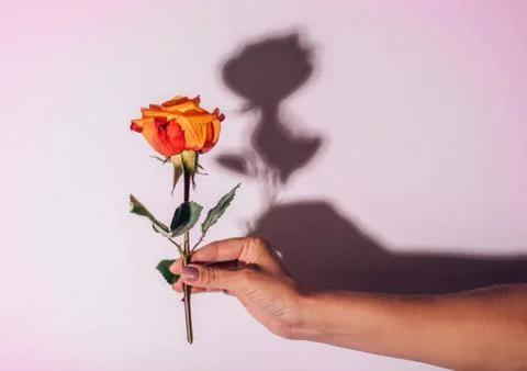 Orange rose on white translucent background and blurred hands of woman under it Stock Photos