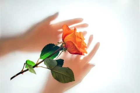 Orange rose on white translucent background and blurred hands of woman under it Stock Photos