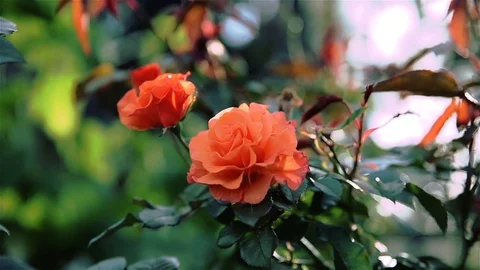Orange Rose in the Wind Stock Footage 88131952