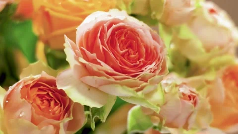 Orange roses with dew drops swaying, fixed shot, healing nature Видео 333604185