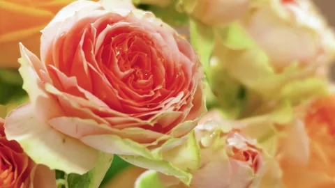 Orange Roses with Dew Swaying Slow Zoom In Healing Nature Vídeos de archivo 333604189