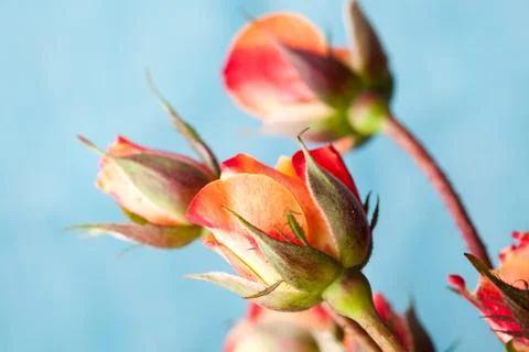 Orange roses Stock Photos
