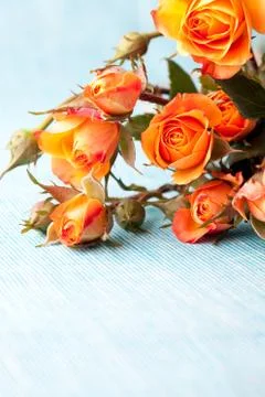 Orange roses Stock Photos