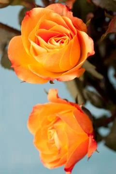 Orange roses Foto stock