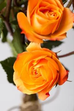 Orange roses Stock Photos