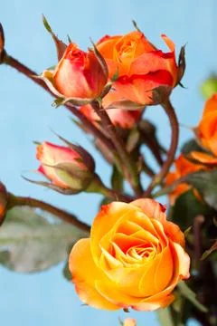 Orange roses Foto stock