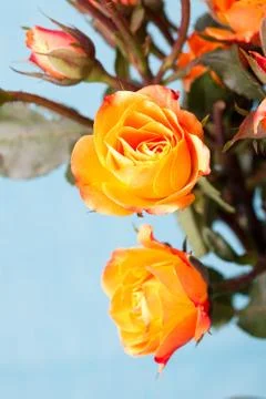 Orange roses Stock Photos