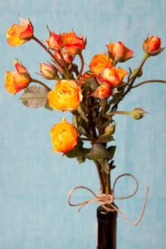 Orange roses Stock Photos