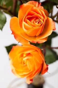 Orange roses Stock Photos