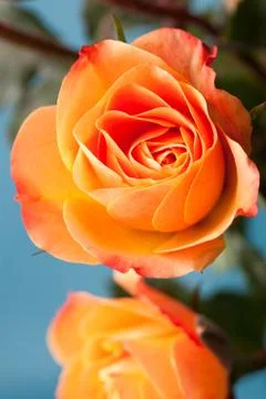 Orange roses Stock Photos