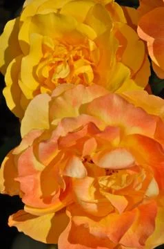 Orange roses Stock Photos