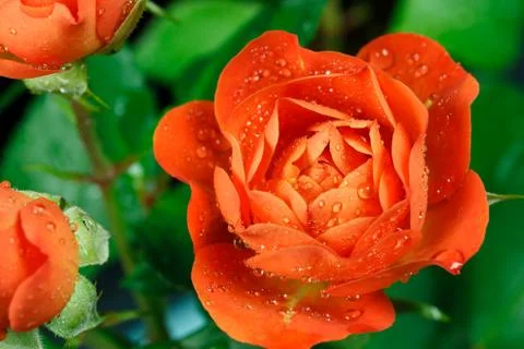 Orange roses Stock Photos