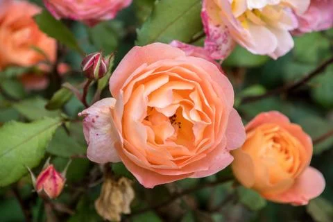 Orange Roses Stock Photos