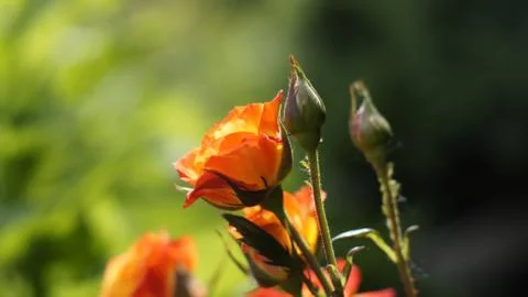 Orange Roses 스톡 사진