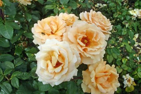 Orange roses Foto stock