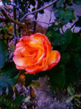 Orange roses Foto stock