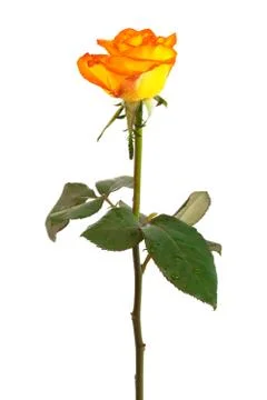 Orange roses Stock Photos