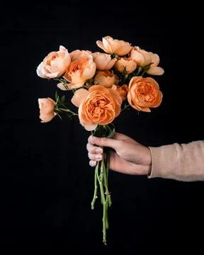 Orange Roses Stock Photos