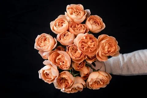 Orange Roses Stock Photos