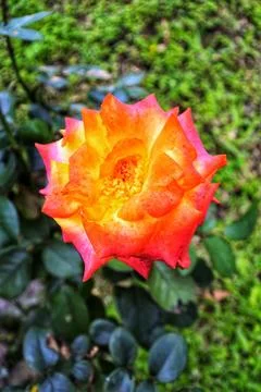 Orange roses Stock Photos