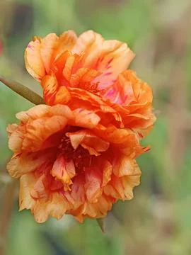 Orange Roses Stock Photos