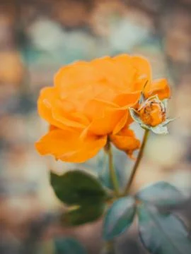 Orange roses photo Stock Photos