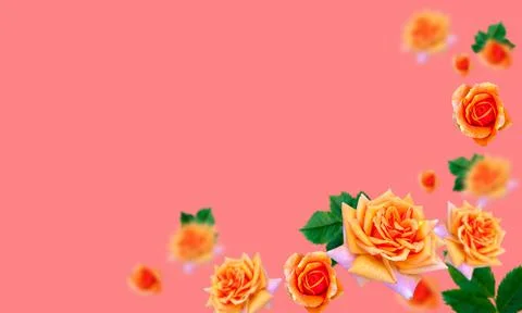Orange roses on a solid bright background. Place it in a three-dimensional sp Stock Photos