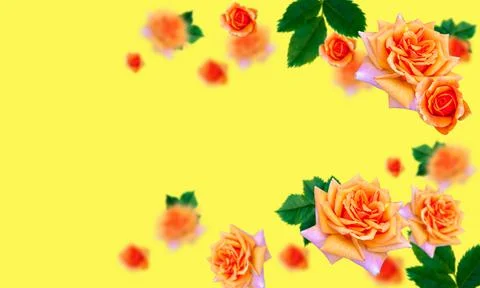 Orange roses on a solid yellow background. Place it in three-dimensional spac Stock Photos