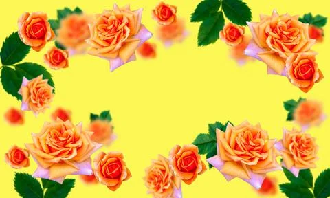 Orange roses on a solid yellow background. Place it in three-dimensional spac Stock Photos