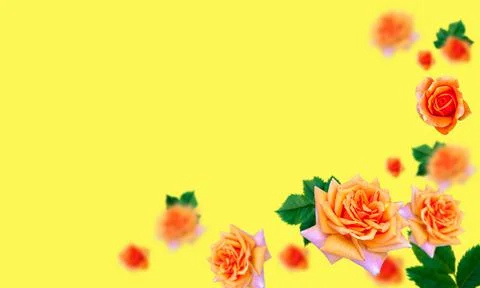 Orange roses on a solid yellow background. Place it in three-dimensional spac Foto stock