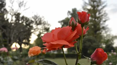 Orange roses swinging in the wind Stock Footage 58645320