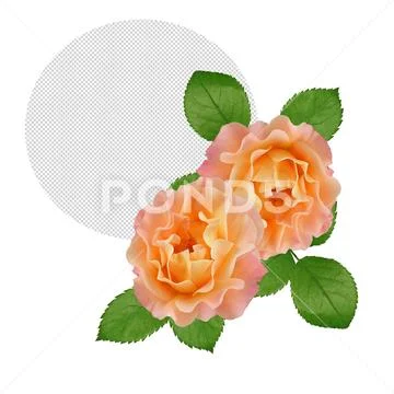Orange roses on transparent background PSD Template