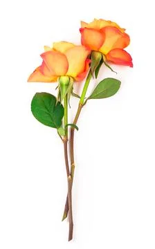 Orange roses on white background Foto stock