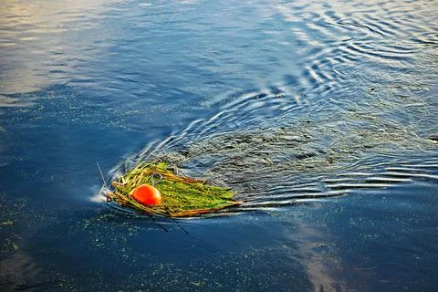 An orange round buoy with a ring in a river with a strong current. Seaweed .. Stock Photos
