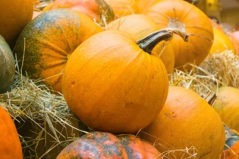 Orange round pumpkin close-up Stock Photos
