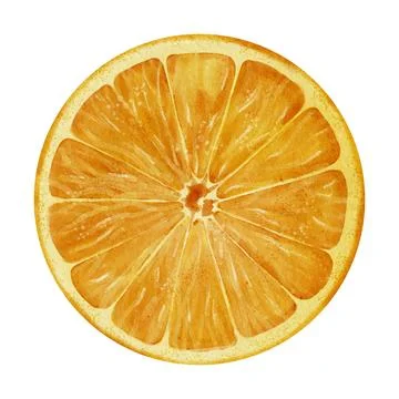 Orange round Slice. Hand drawn watercolor illustration of citrus fresh cut on Stock Illustration