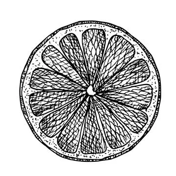 Orange round Slice. Hand drawn vector illustration of citrus cut on white Illustrazione stock